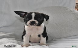 Boston Terrier dogs for sale: Baxter - Image 2