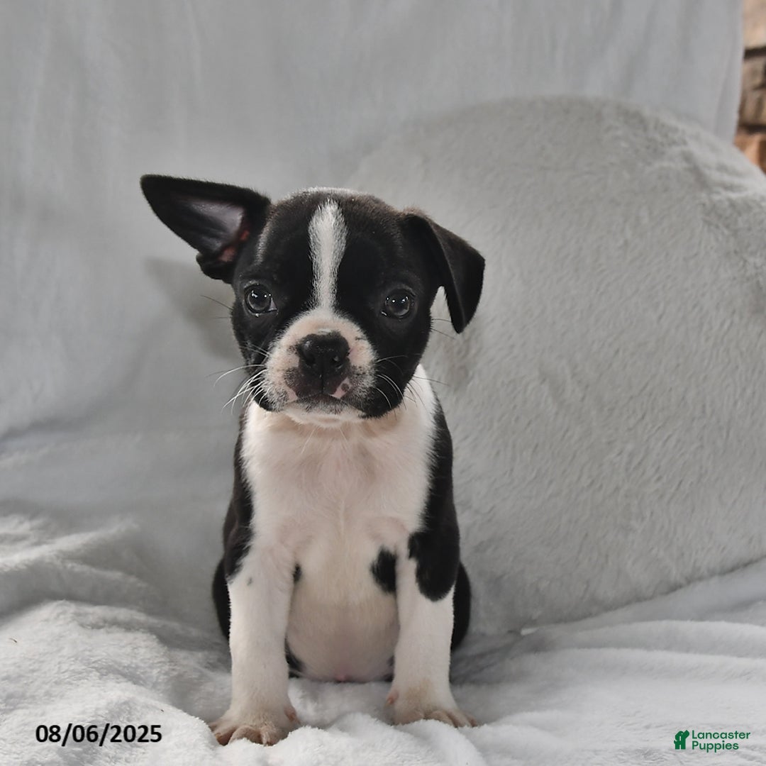 Boston Terrier dogs for sale: Baxter - Image 2