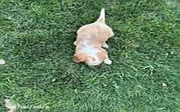 Cavalier King Charles Spaniel dogs for sale: Cavalier King Charles Spaniel 5 puppies - Image 2