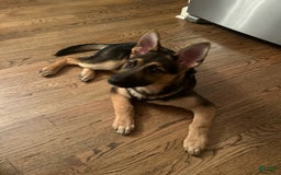 German Shepherd dogs for sale: Zeus - Image 4