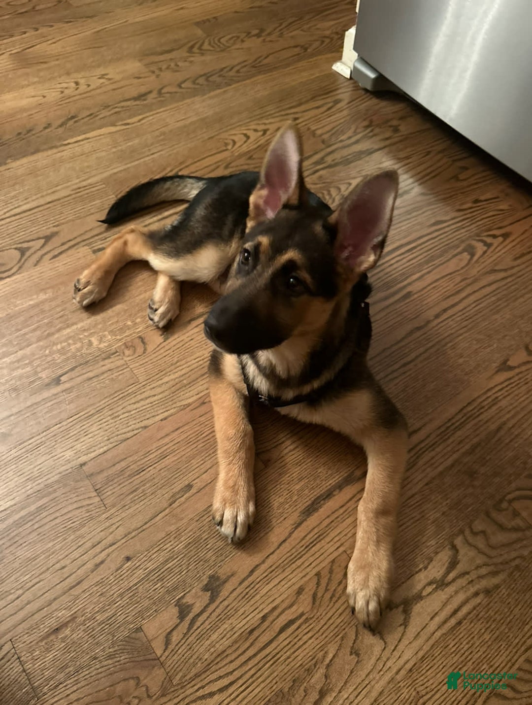 German Shepherd dogs for sale: Zeus - Image 4