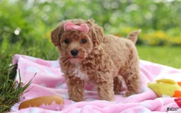 Havapoo dogs for sale: Tabby - Image 8