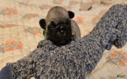 Pug dogs for sale: Derek - Image 20