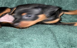Miniature Pinscher dogs for sale: Onyx - Image 12