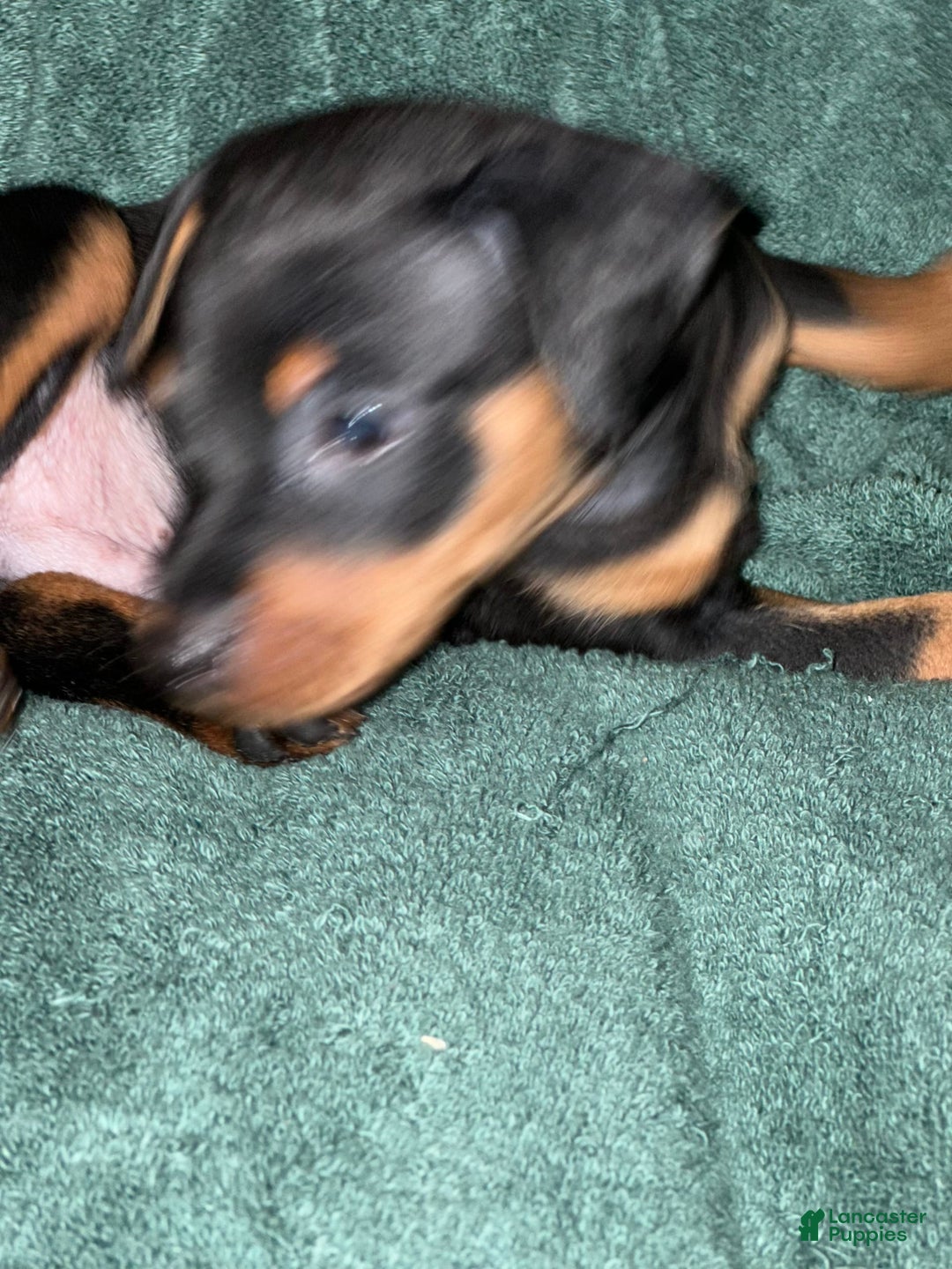 Miniature Pinscher dogs for sale: Onyx - Image 12