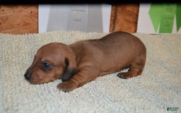 Dachshund dogs for sale: Liberty - Image 2