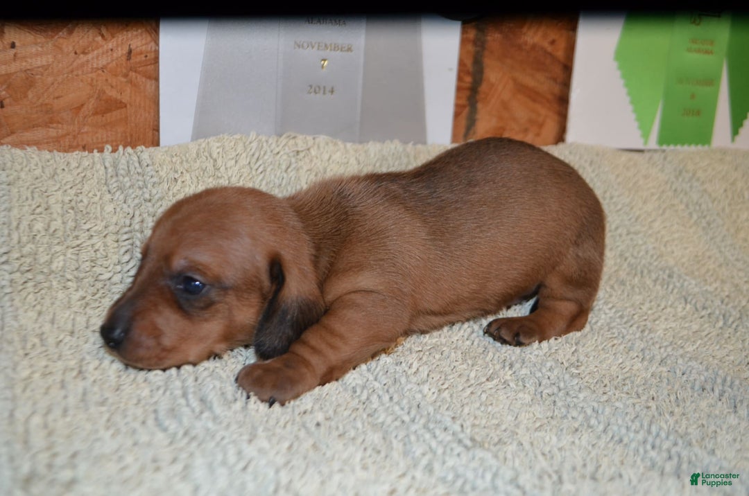 Dachshund dogs for sale: Liberty - Image 2