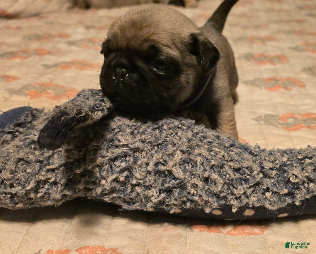 Pug dogs for sale: Dwight - Image 16