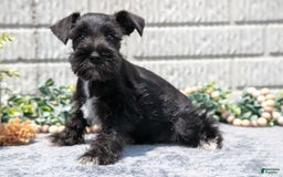 Miniature Schnauzer dogs for sale: Mandi - Image 2