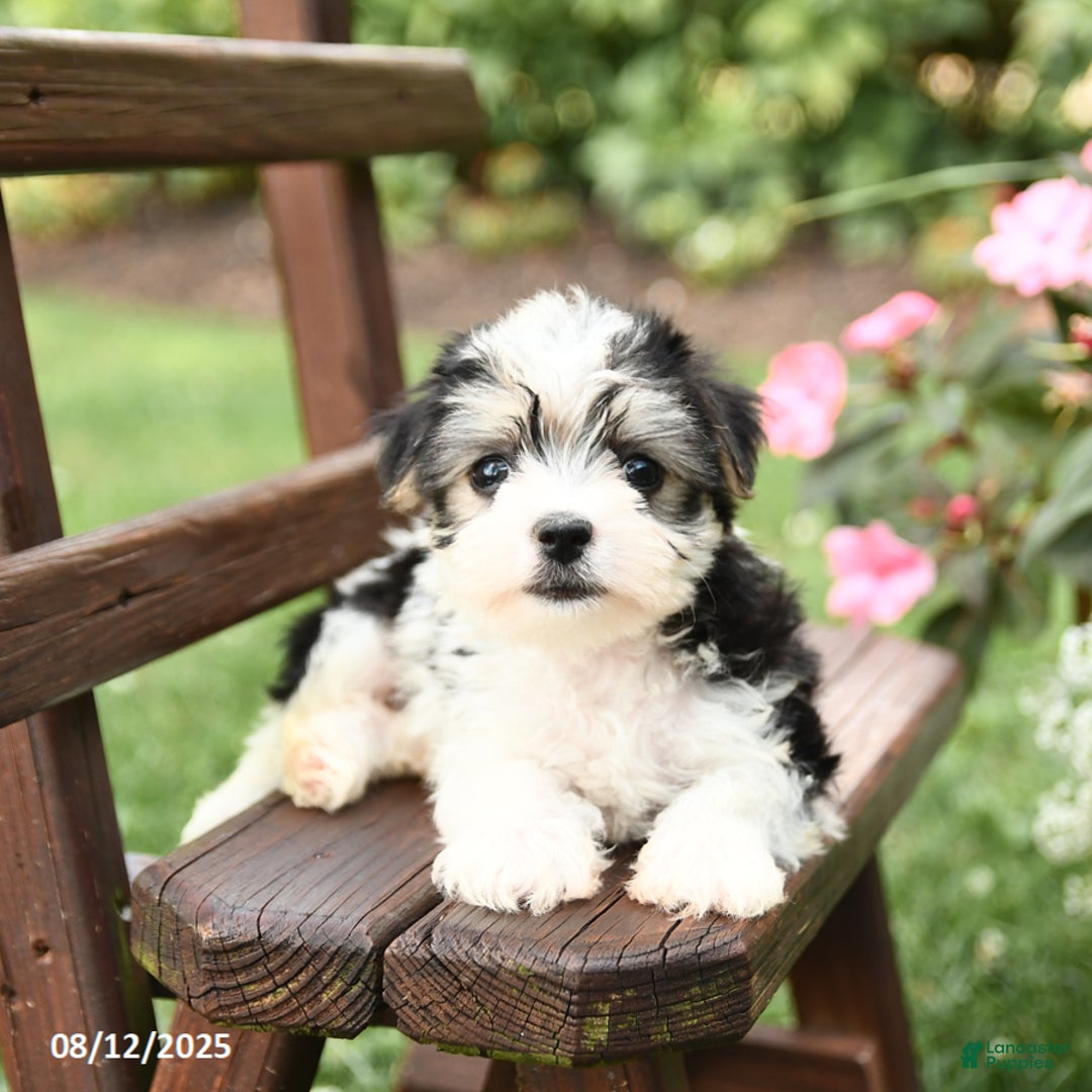 Morkie dogs for sale: Muffin - Image 5