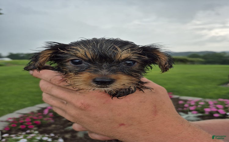 Yorkshire Terrier dogs for sale - Ad 5