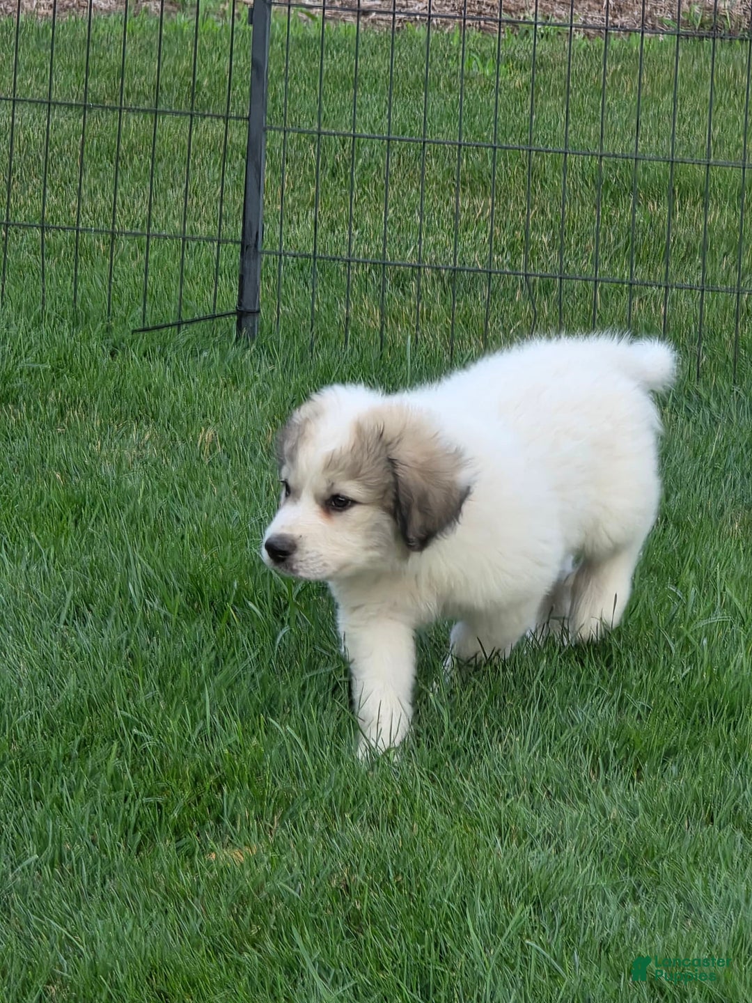Great Pyrenees dogs for sale: Barrett - Image 2