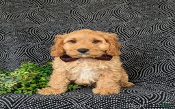Cockapoo dogs for sale: Fleming - Image 3