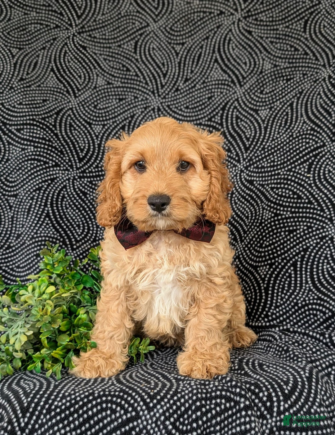 Cockapoo dogs for sale: Fleming - Image 3