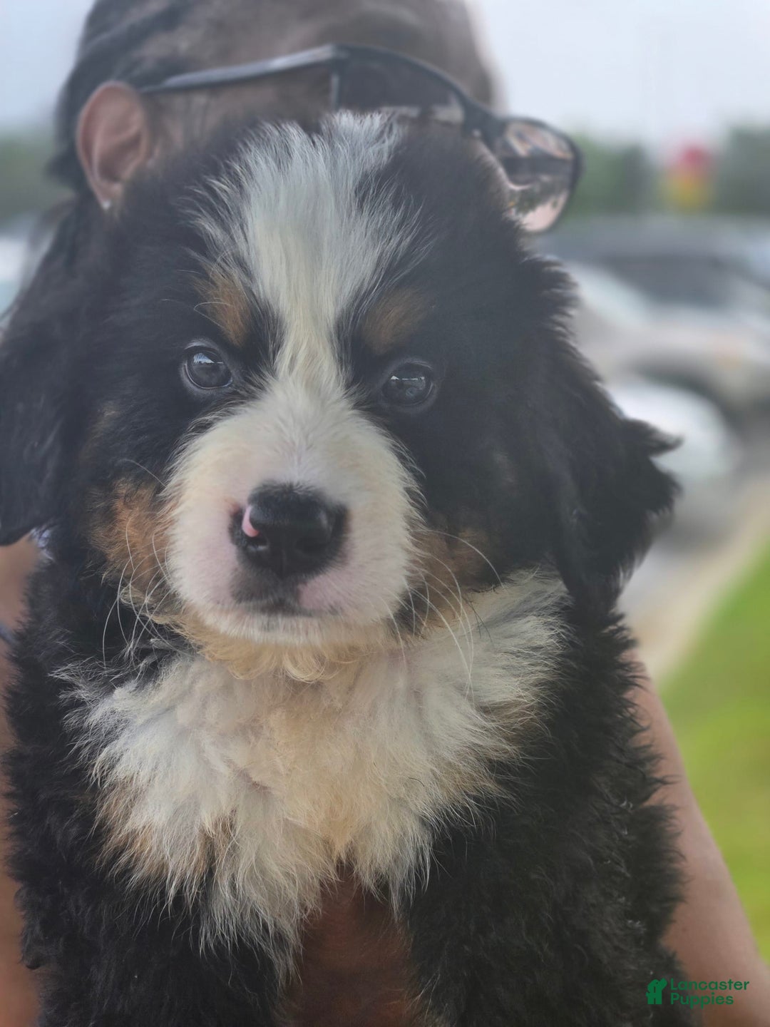 Bernese Mountain Dog dogs for sale: Duke - Image 1