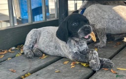 German Shorthaired Pointer dogs for sale: River - Image 1