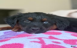 Australian Shepherd dogs for sale: Keotie - Image 9