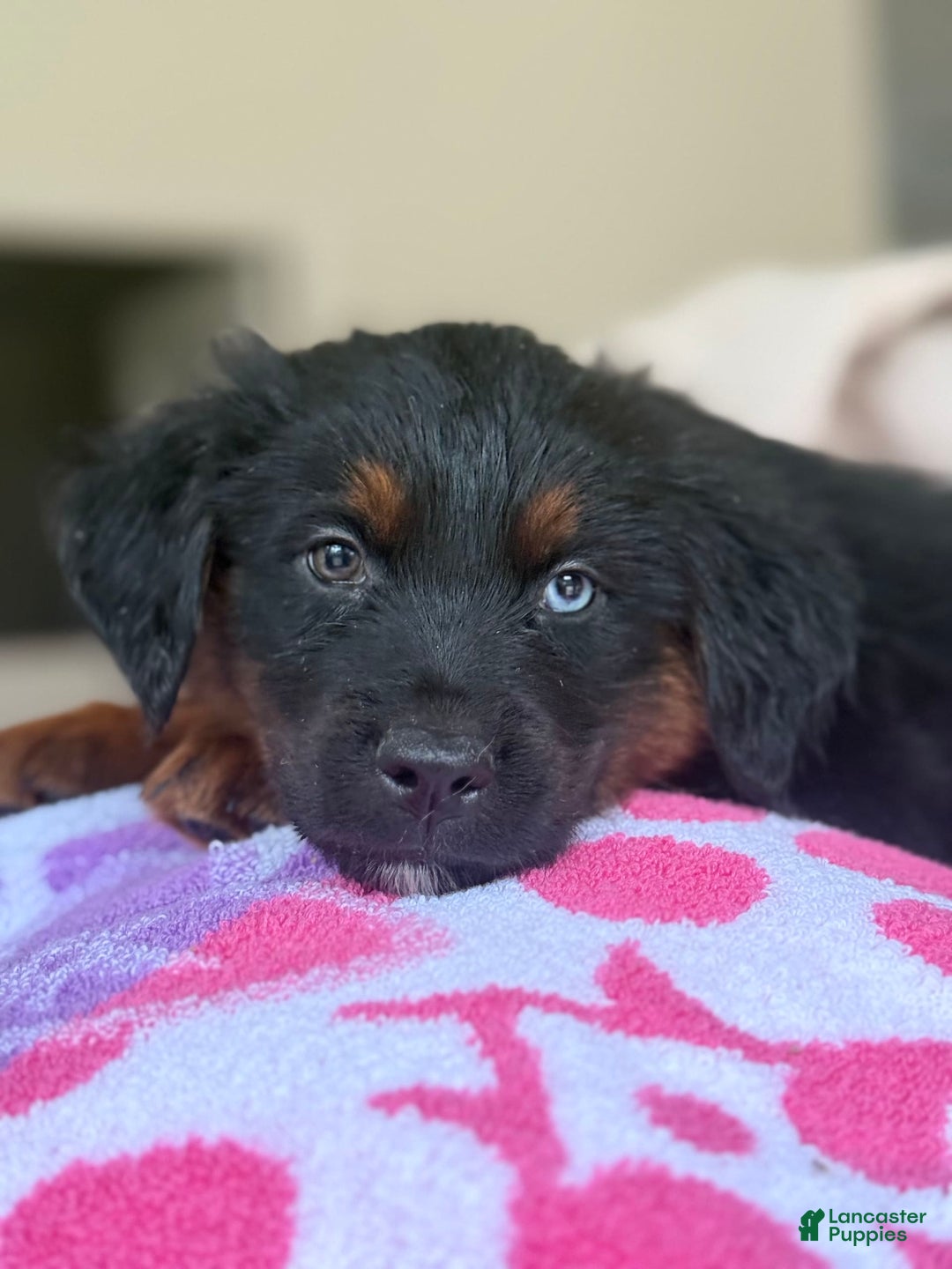 Australian Shepherd dogs for sale: Keotie - Image 9