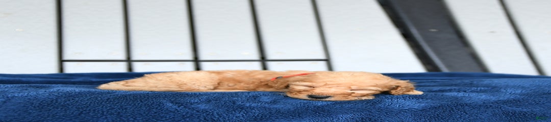 Astro