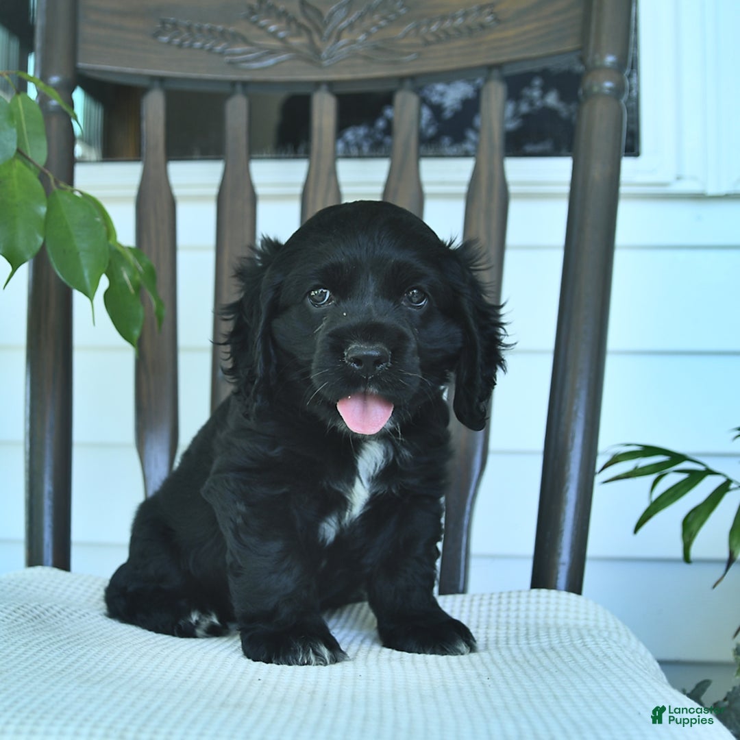 Cocker Spaniel dogs for sale: Aladdin - Image 5