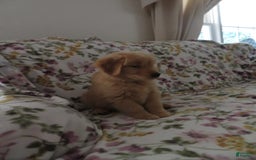 Golden Retriever dogs for sale: Starburst - Image 28