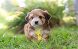 Morkie dogs for sale: Randy - Image 6