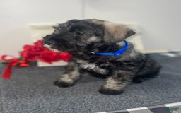 Miniature Schnauzer dogs for sale: Samson - Image 2