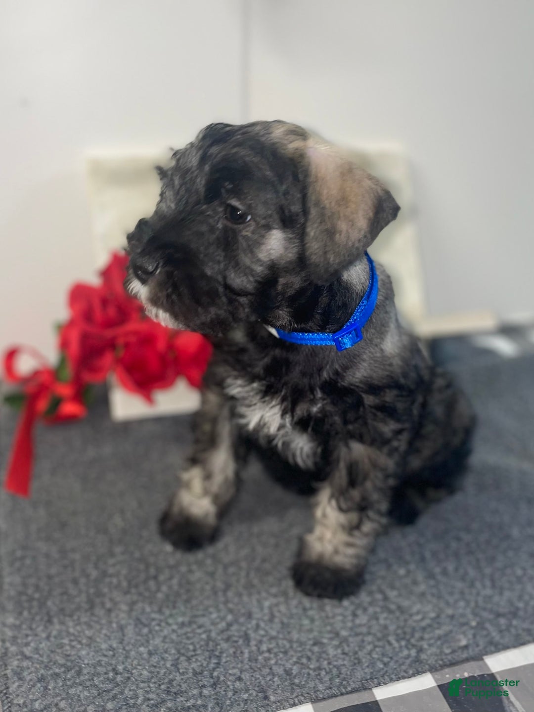 Miniature Schnauzer dogs for sale: Samson - Image 2