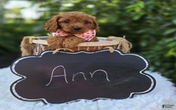 Cavapoo dogs for sale: Ann - Image 4
