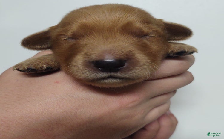 Golden Retriever dogs for sale - Ad 1