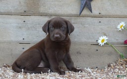 Labrador Retriever dogs for sale: Labrador Retriever 7 puppies - Image 1