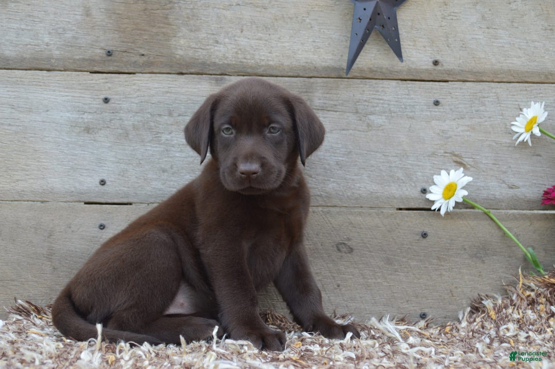 Labrador Retriever dogs for sale: Labrador Retriever 7 puppies - Image 1