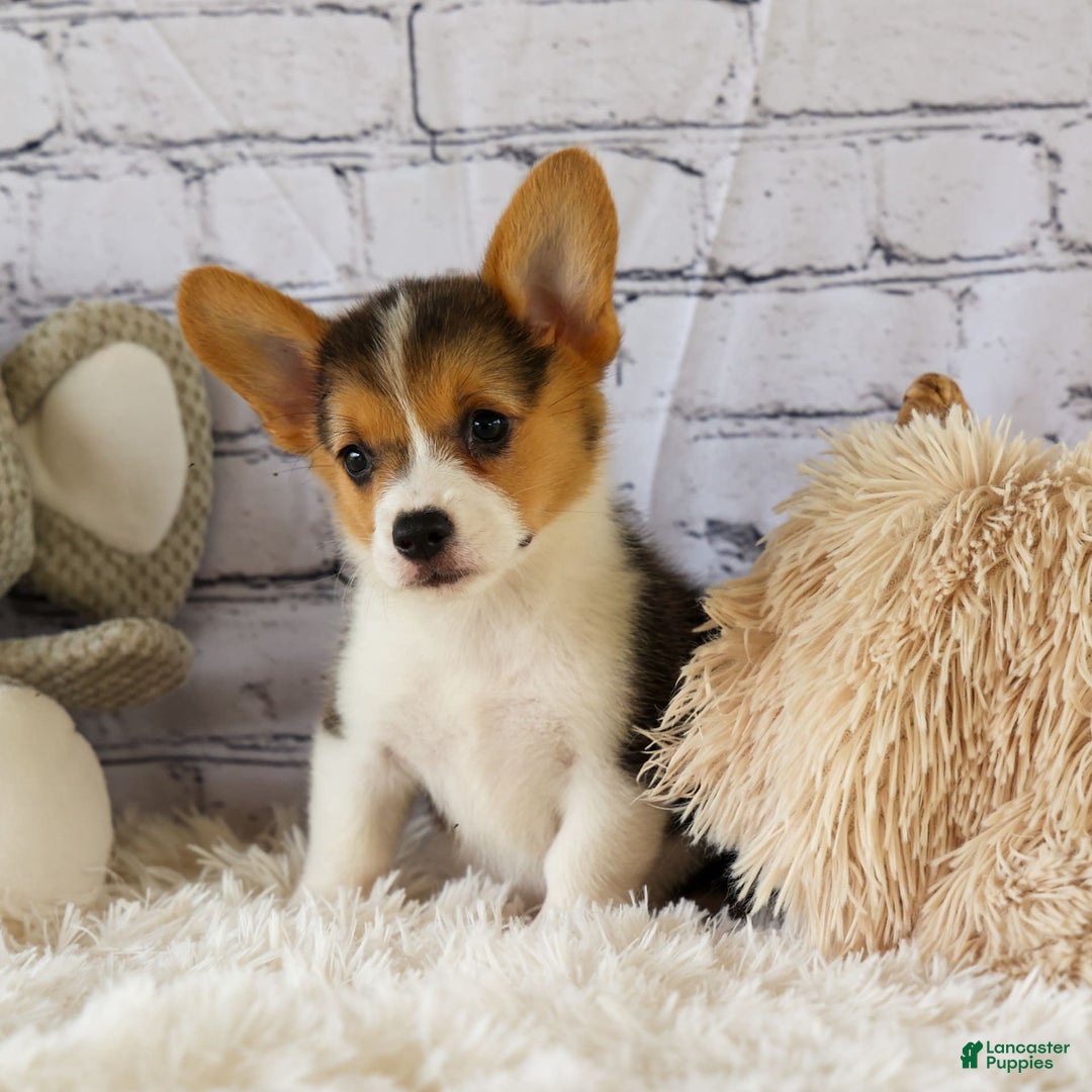 Welsh Corgi Pembroke dogs for sale: Lyla - Image 9