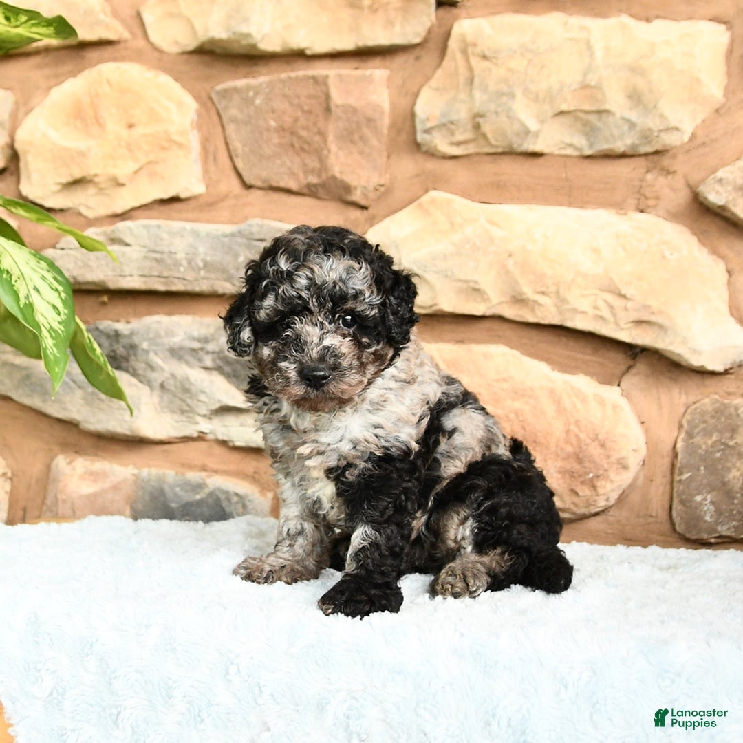 Miniature Poodle dogs for sale: Sparkey - Image 3