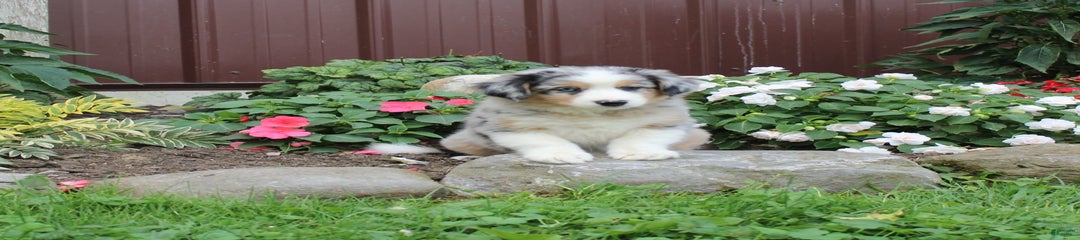 Lilly