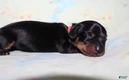 Dachshund dogs for sale: Raven Girl 1 - Image 8