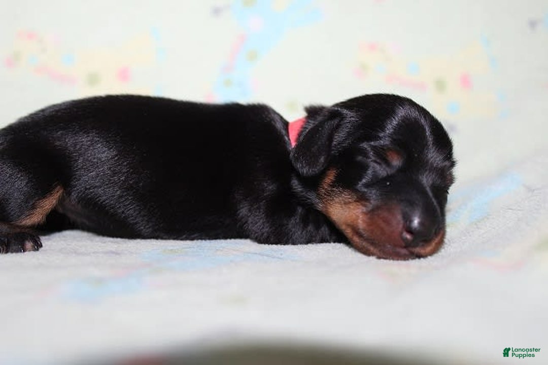 Dachshund dogs for sale: Raven Girl 1 - Image 8