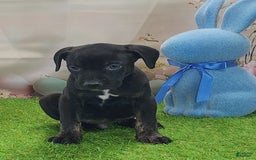 Catahoula Leopard Dog dogs for sale: Juliet 2025 M7 Catahoula puppy - Image 2