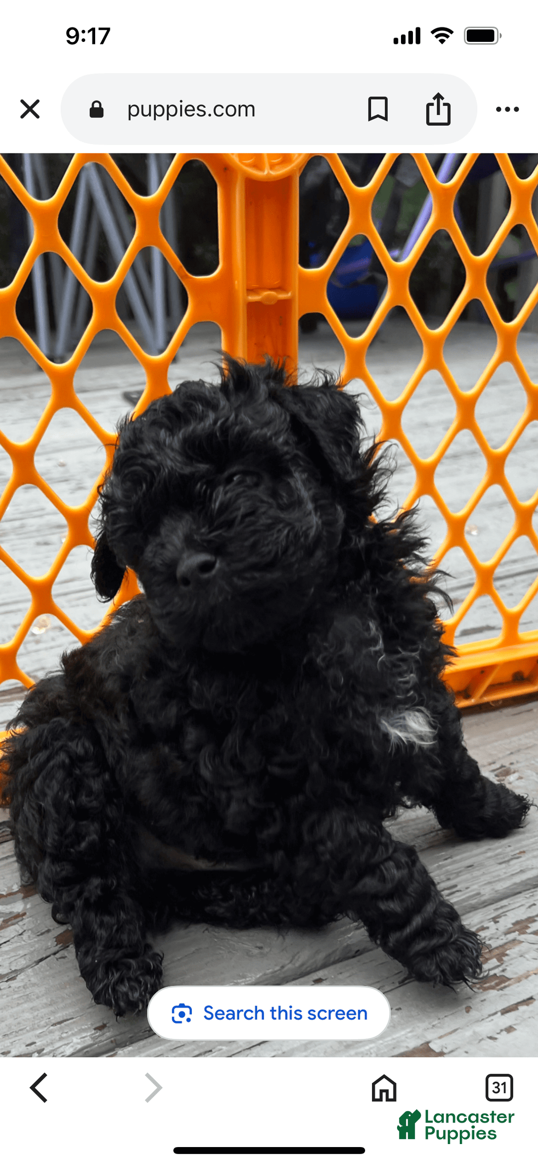 Miniature Poodle dogs for sale: Sonic - Image 9