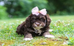 Cockapoo dogs for sale: Precious - Image 23