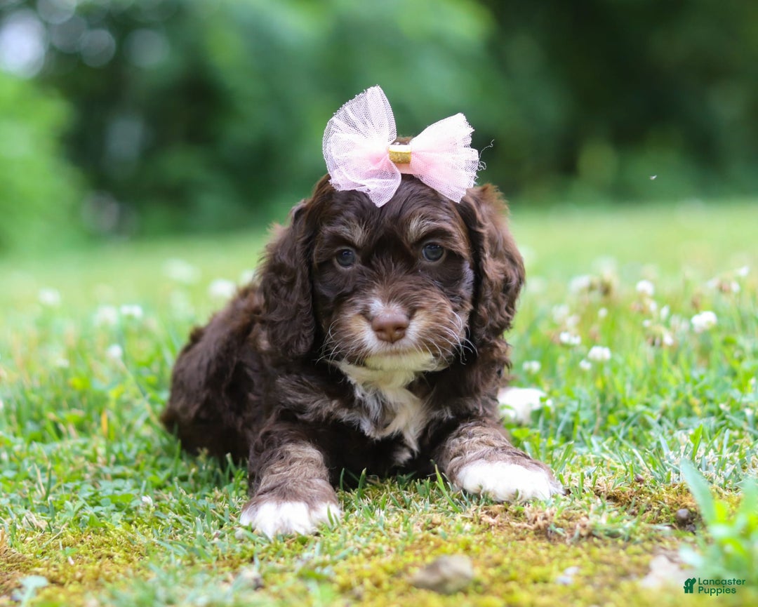 Cockapoo dogs for sale: Precious - Image 23