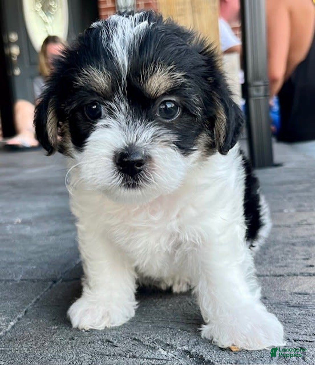 Shorkie dogs for sale: Wendy - Image 3