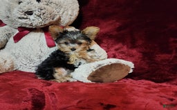 Yorkshire Terrier dogs for sale: PEANUT - Image 6