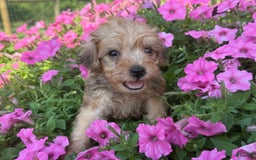 Schnoodle dogs for sale: Irene - Image 3