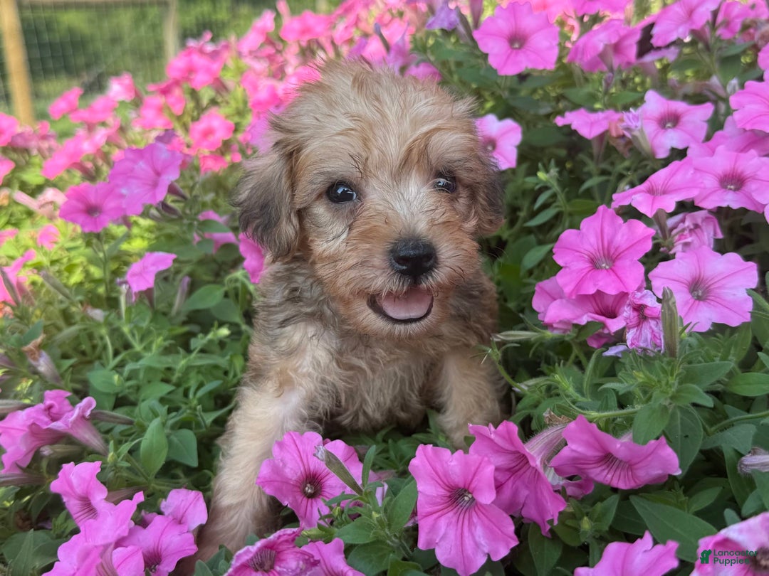Schnoodle dogs for sale: Irene - Image 3