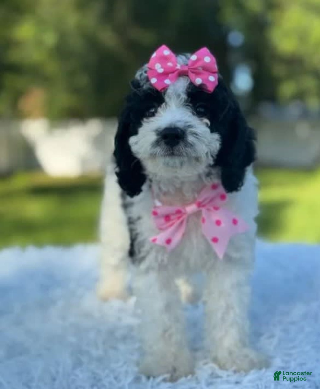 Goldendoodle dogs for sale: Molly - Image 7