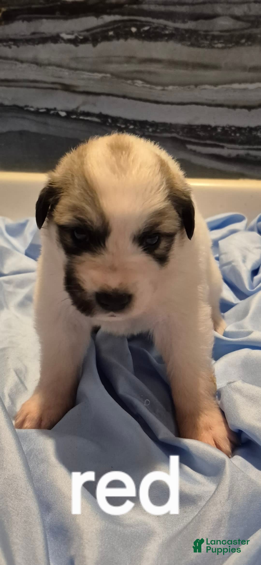 Great Pyrenees dogs for sale: Red - Image 10