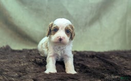Cavapoo dogs for sale: Woody - Image 1