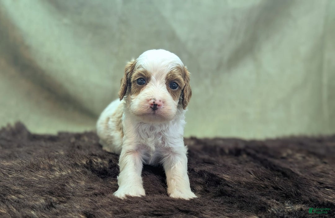 Cavapoo dogs for sale: Woody - Image 1