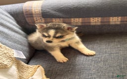 Alaskan Klee Kai dogs for sale: Blue Katie - Image 6